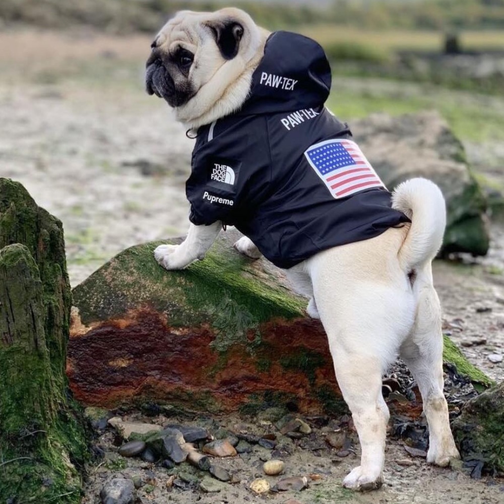 The Dog Face Windbreaker